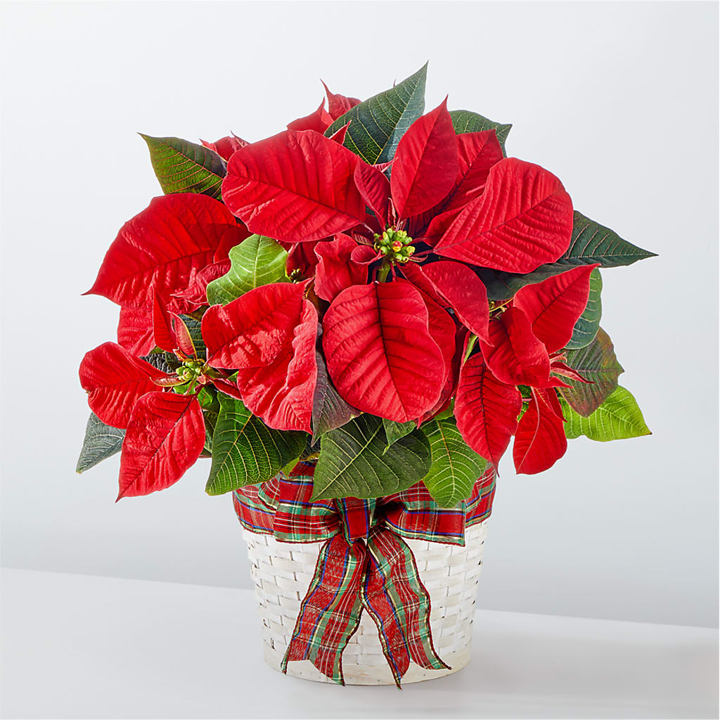 Happiest Holidays Poinsettia – SANTINA'S FLOWERS & GIFTS, Fairbanks AK