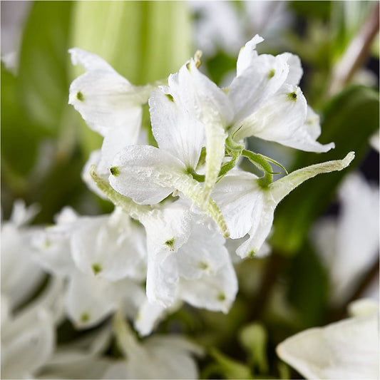 Classic Ivory – A Florist Original – SANTINA'S FLOWERS & GIFTS, Fairbanks AK